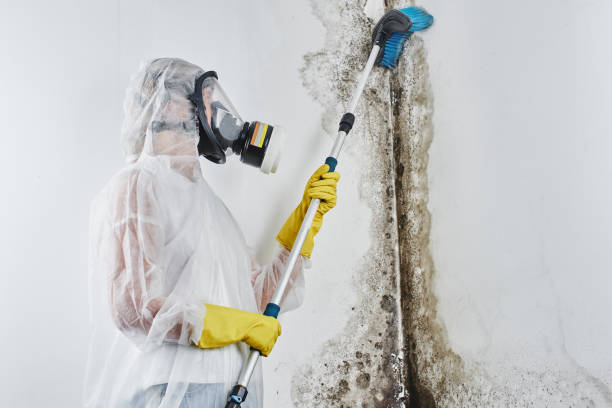 Best Mold Damage Repair  in Riverside, OH