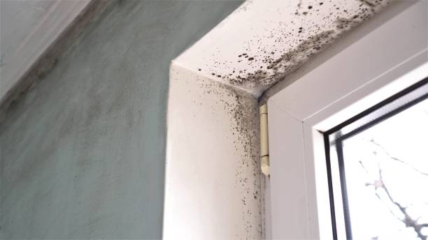 Best Attic Mold Removal  in Riverside, OH