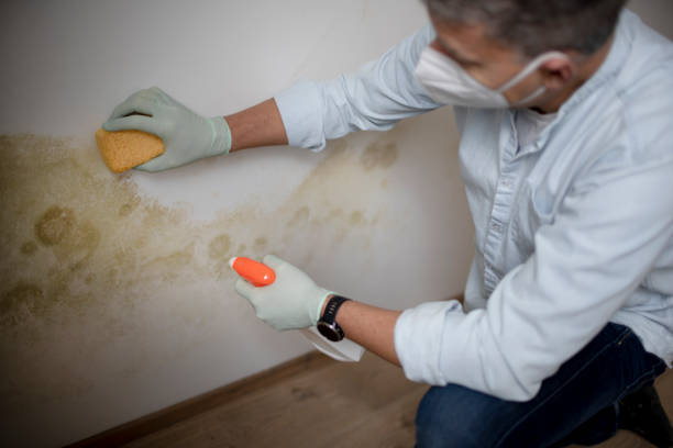 Best Local Mold Removal Service  in Riverside, OH