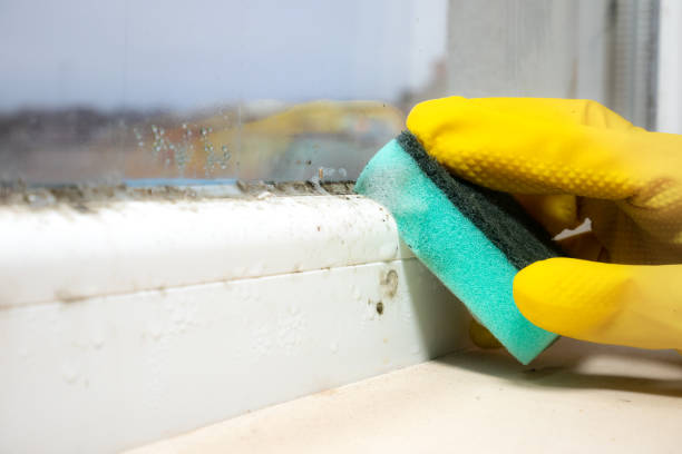 Best Affordable Mold Removal  in Riverside, OH