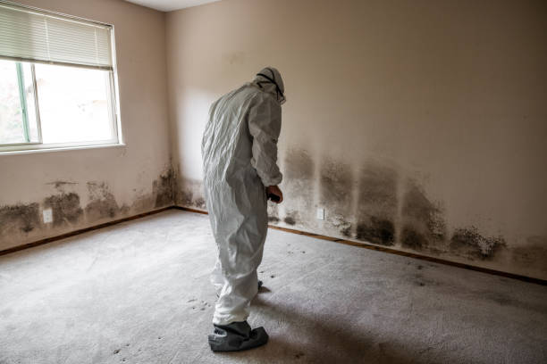 Best Certified Mold Removal  in Riverside, OH