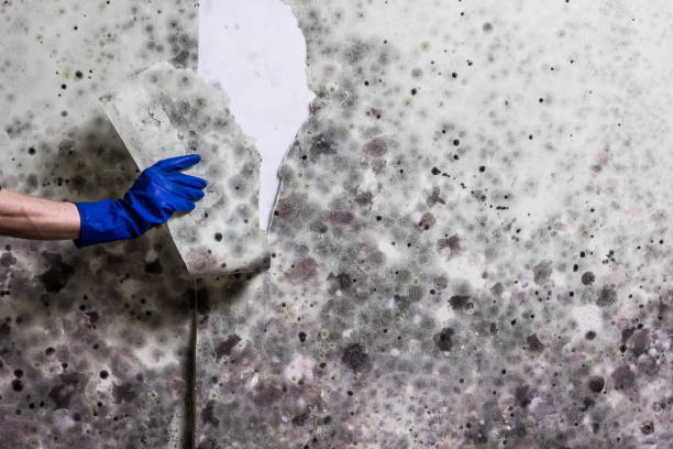 Best Mold Remediation  in Riverside, OH