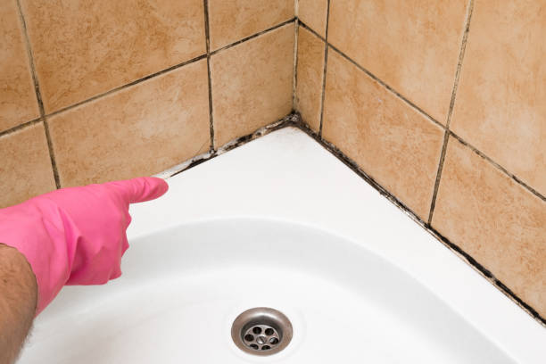 Best Black Mold Removal  in Riverside, OH