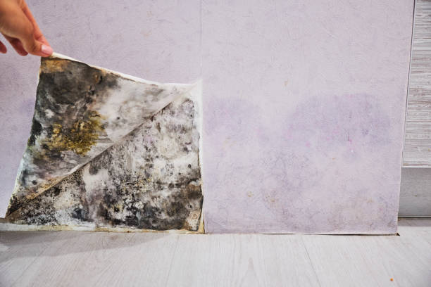 Best Fast Mold Removal  in Riverside, OH
